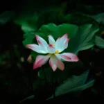 White lotus season 4: Release Updates, Cast, Story, and What to Expect