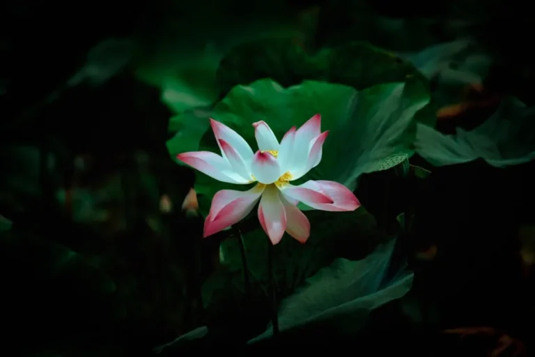 White lotus season 4: Release Updates, Cast, Story, and What to Expect